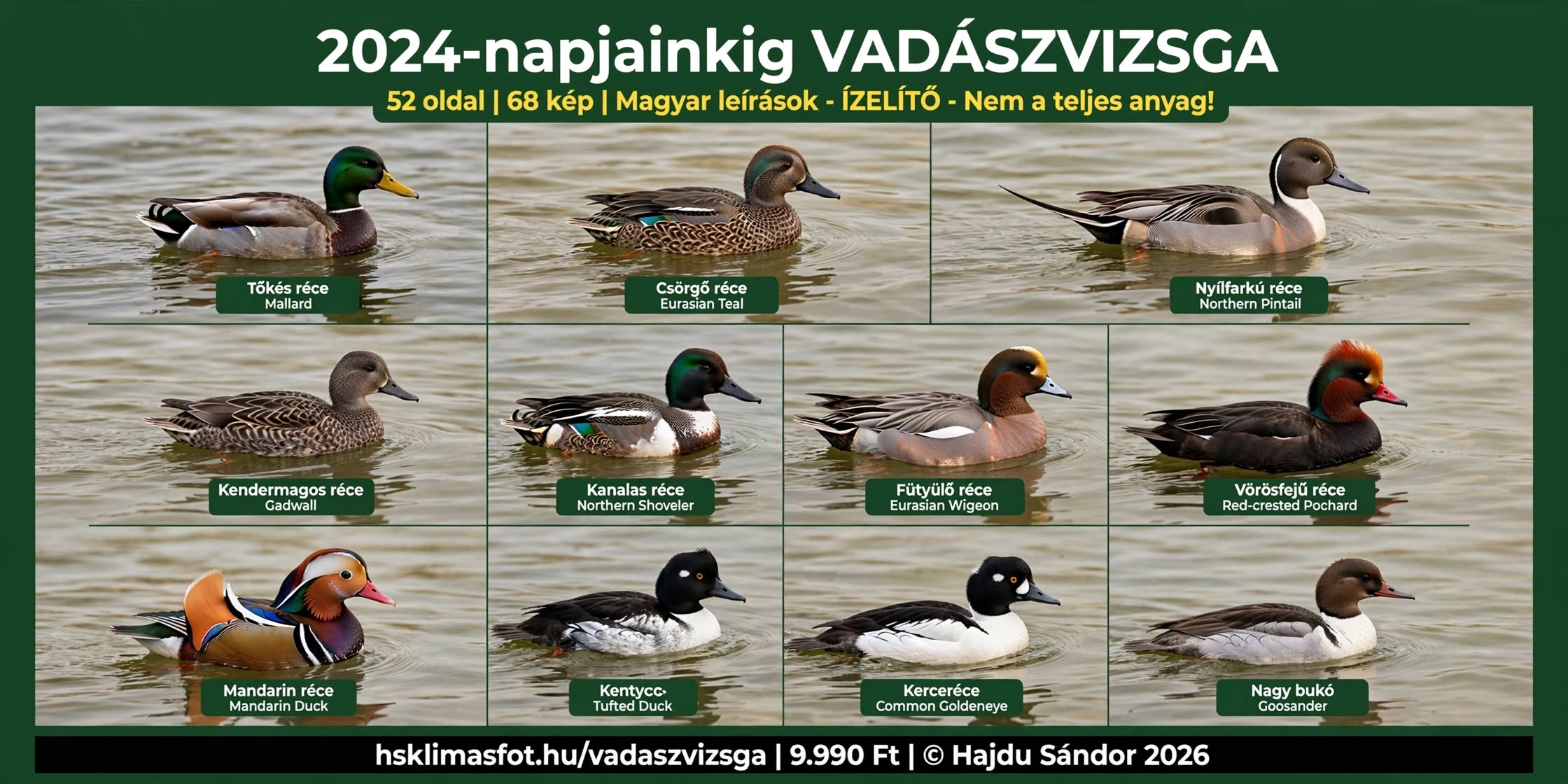 Ragadozómadarak vadászvizsga szóbeli